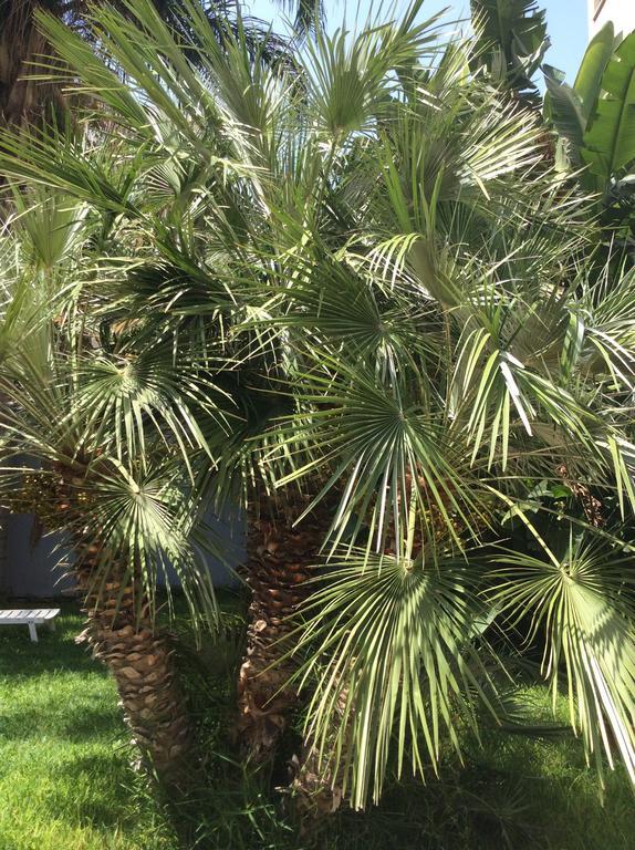 فندق أوسياردهوم باليرمو المظهر الخارجي الصورة